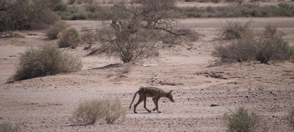 Chupacabra Desvendado: Guia Completo que Une Lenda, Ciência e Manejo de Fauna - Imagem do artigo original