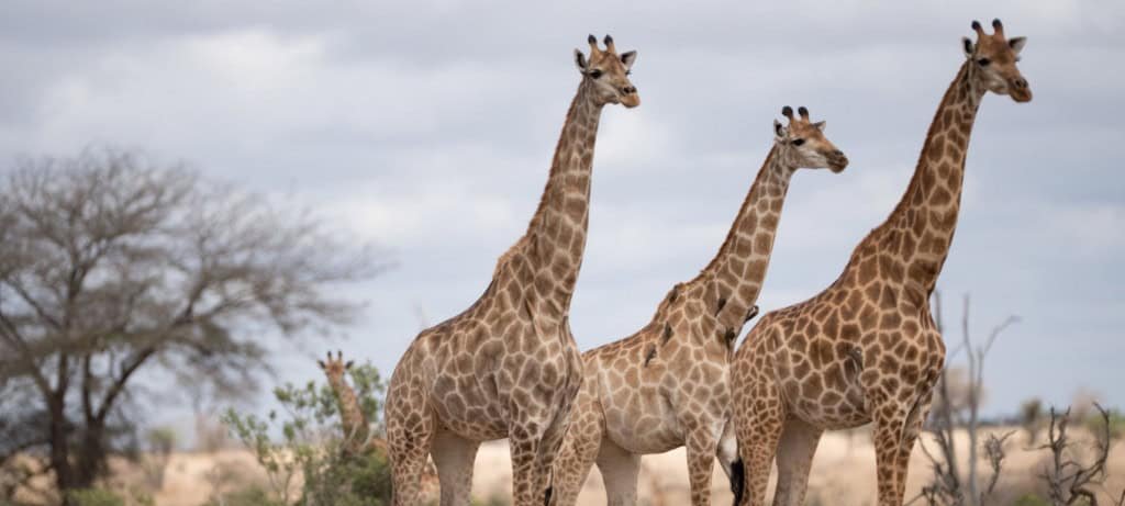 Por que Não Domesticamos Girafas? Guia Completo sobre Limitações Biológicas, Comportamentais e Éticas - Imagem do artigo original