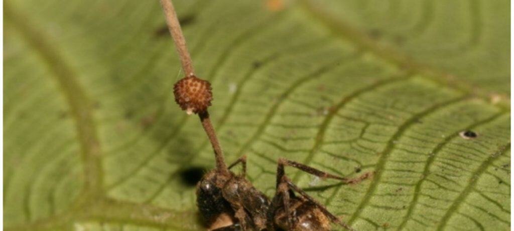 Parasitas que Controlam Mentes: Guia Definitivo sobre Manipulação Comportamental na Natureza - Imagem do artigo original