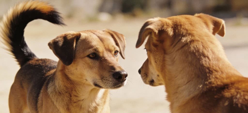 Como Interpretar o Rabo do Seu Cachorro: Guia Definitivo de Lateralidade, Emoções e Comportamento Canino - Imagem do artigo original