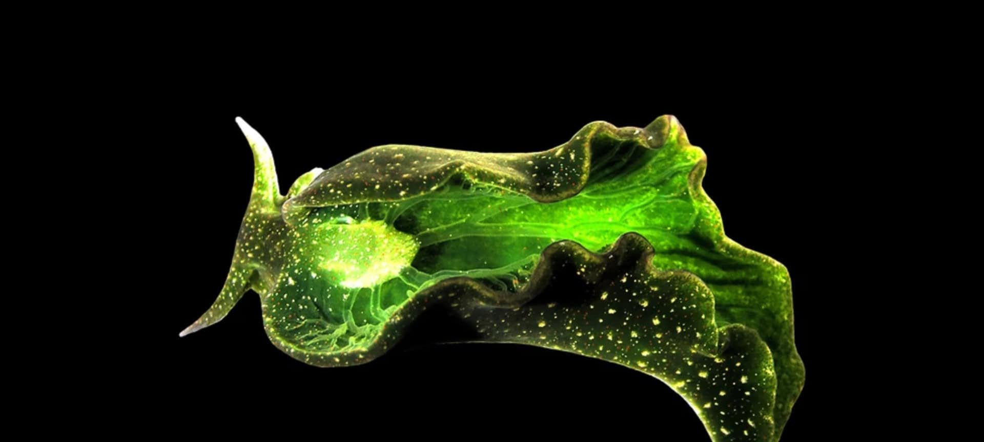 Animais que “roubam” a luz: guia completo sobre espécies que realizam fotossíntese - Imagem do artigo