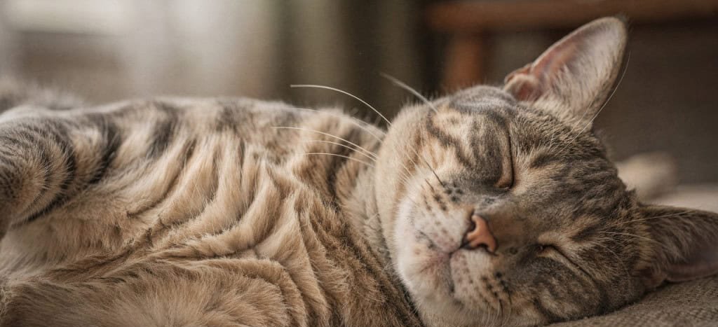 O Poder do Ronronar: Guia Definitivo sobre a “Fisioterapia” Natural dos Gatos e Seus Benefícios para Humanos - Imagem do artigo original