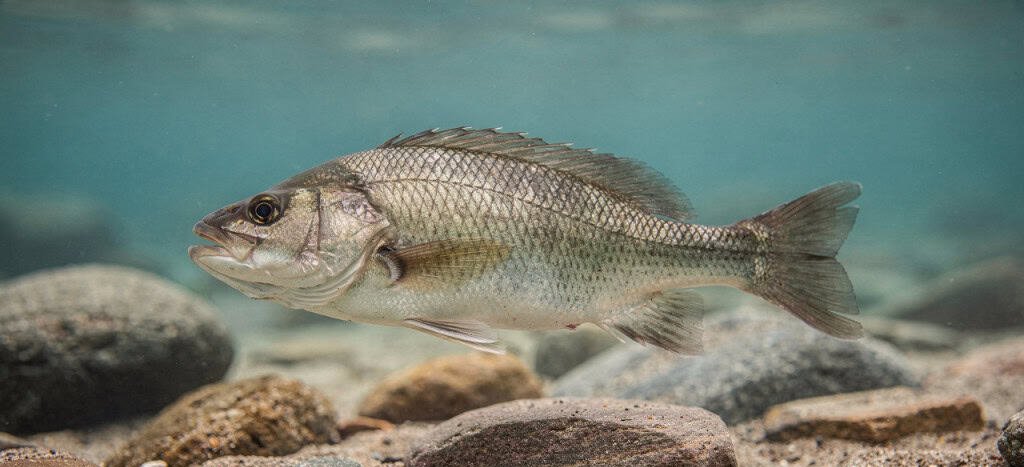 O Segredo dos Peixes para Dormir em Pleno Mar: Guia Completo sobre Bexiga Natatória, Flutuabilidade Neutra e Comportamento de Repouso - Imagem do artigo original