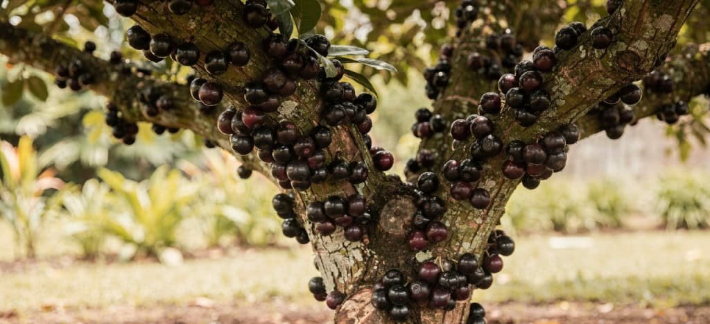 As Frutas Mais Doces do Brasil: Guia Definitivo sobre Jabuticaba e Outras Delícias Tropicais - Imagem do artigo original