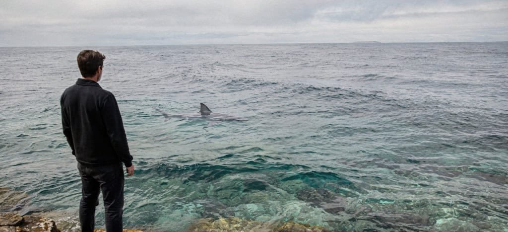Medo de Tubarões: Entenda a Psicologia por Trás da Fobia e Por que o Risco Real é Muito Menor - Imagem do artigo original