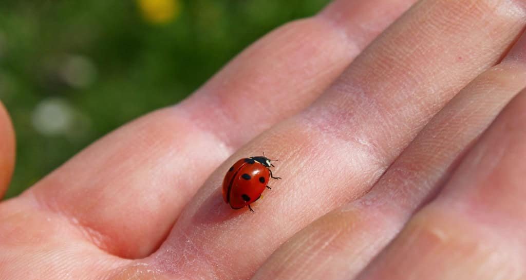 Insetos no Intestino: Guia Completo sobre Ocorrências Raras de Exemplares Encontrados em Colonoscopias - Imagem do artigo original
