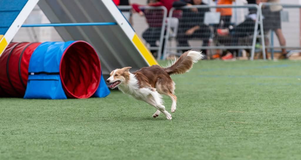 Guia Científico de Longevidade Canina: 6 Estratégias Comprovadas para Seu Cachorro Viver Mais e Melhor - Imagem do artigo original