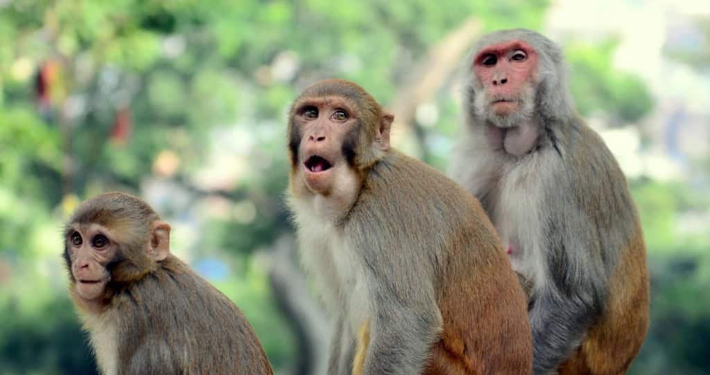 Comportamento Sexual entre Animais do Mesmo Sexo: Guia Definitivo sobre Evolução, Função Social e Lições para a Ciência - Imagem do artigo original